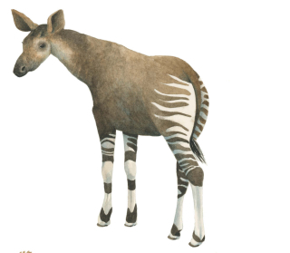 Okapi by Marieke Nelissen