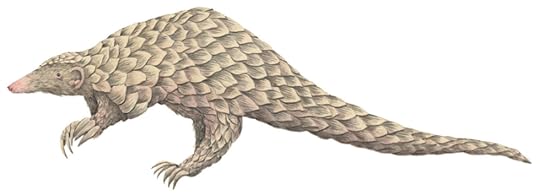 Pangolin by Marieke Nelissen