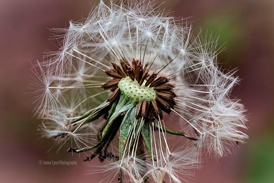 DANDYlion | Get ready to make a wish, this dandelion is read… | Flickr