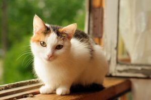 Calico Cats - My Animals