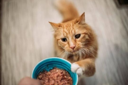 cat-healthy-food