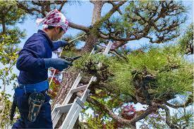 professional tree removal service