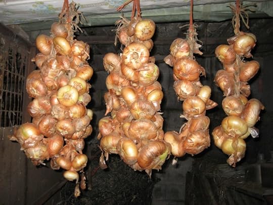 Onions hanging from ceiling
