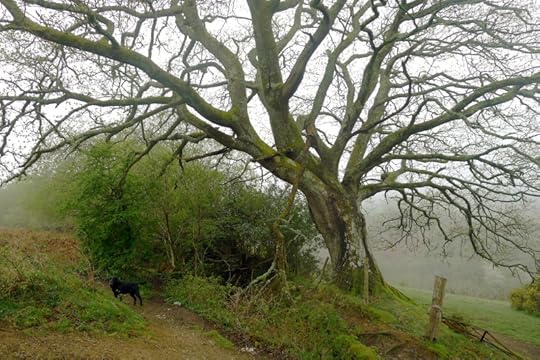 Tilly and Old Oak