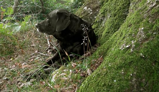 Tilly rests in the roots of Old Oak