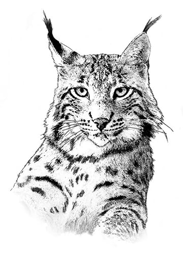 Black and white sketch of the head and shoulders of a big Iberian lynx with tufted ears, facing towards the viewer