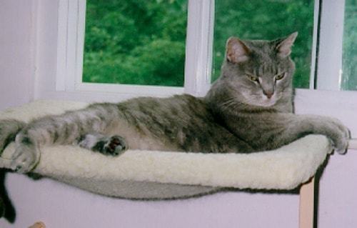 feline-soul-mate