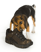 dog-chew-shoe