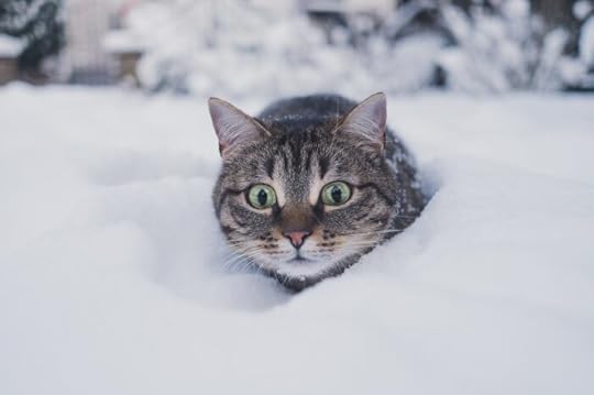 cat-in-snow