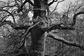 Tree,aesthetic,old,black white,log - free image from needpix.com