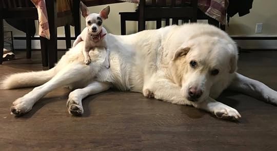 See This Chihuahua Get a Piggyback Ride From Much Larger Dog | Time