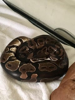 Katie Zaber’s snake, Wrathy!