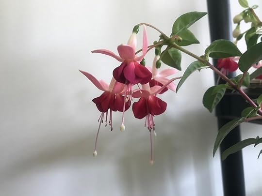 fuchsia