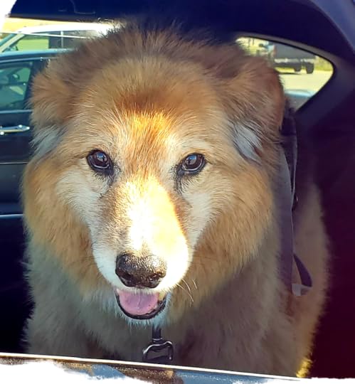 ode to Shadow I can't stay any longer