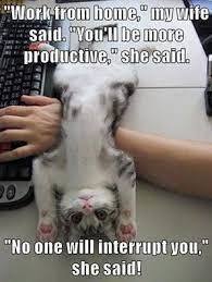 Intensive online training courses in proofreading | Funny animal pictures, Cute baby animals, Funny animal jokes
