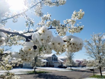 Snowy Blossoms