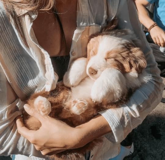 tan and white australian shepherd puppy