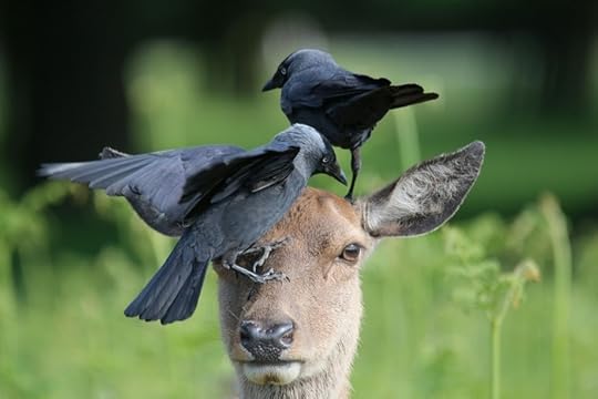 Deer & Jackdaws by Melissa Nolan