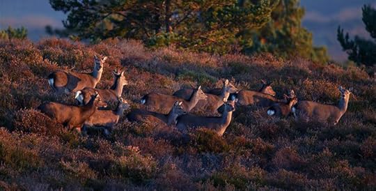 Sika deer hinds by Andy Rouse
