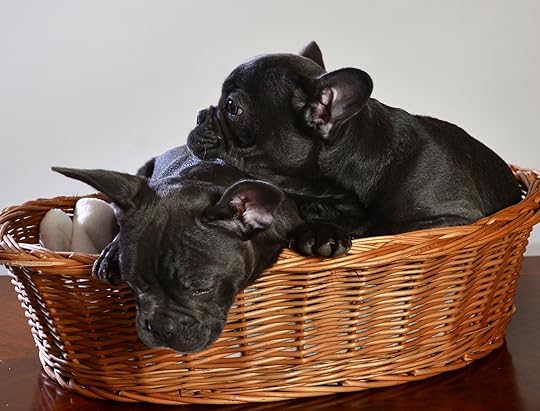 6 Tips to Train Mini French Bulldogs - Acme Canine