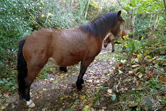 Pony 1