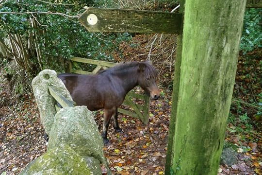 Pony 3