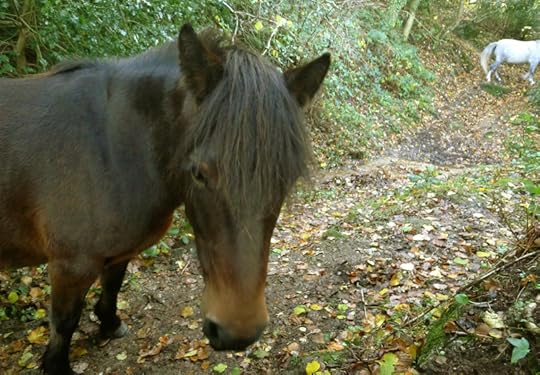 Pony 7
