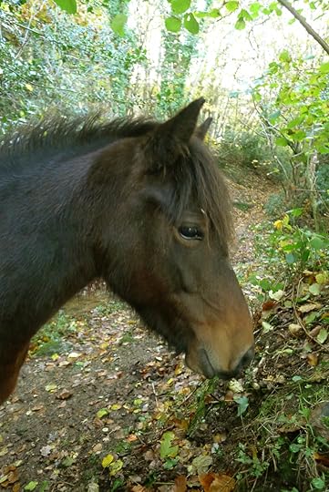 Pony 6