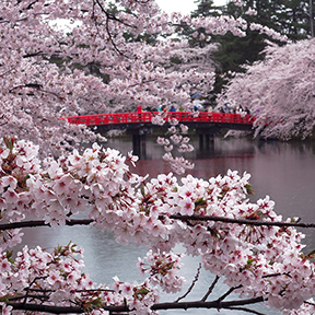 Cherry blossoms at Hirosaki Castle