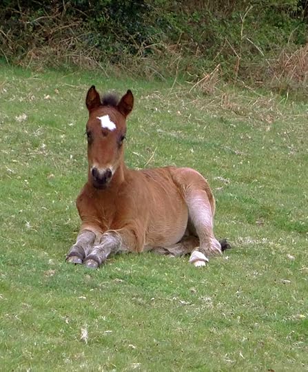 Foal