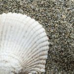 Shell - Adventure Story