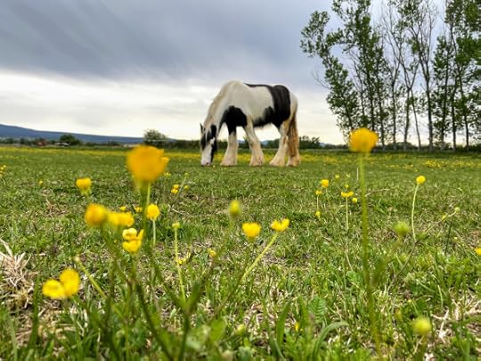 Irish cob horse in provence