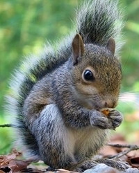 squirrel