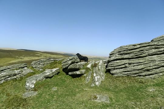 Tilly on Dartmoor