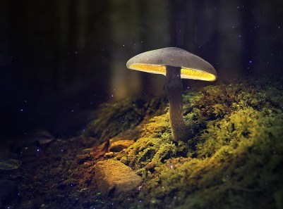 Mushroom