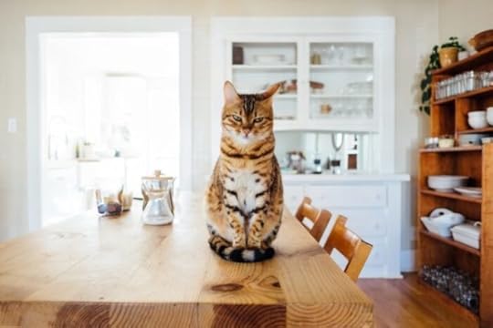 cat-kitchen-table