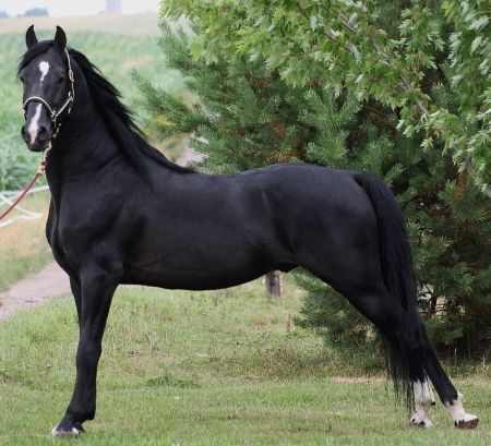 Morgan horse - the old-style Morgans are my very favorite | Horses, Morgan horse, Horse breeds