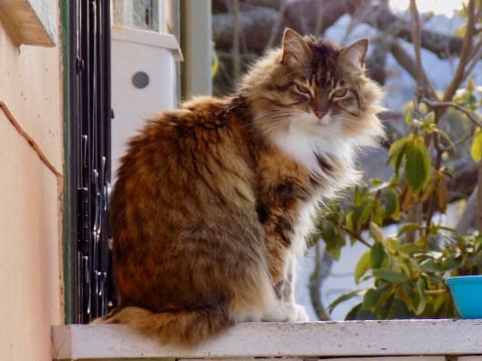 Vivani, looking elegant