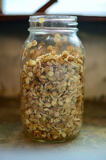 Regular mouth quart jar full of sprouted lentils