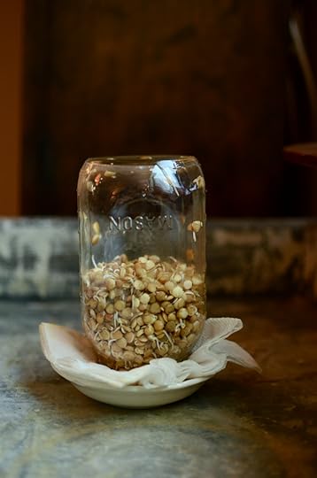 An upside down quart jar, half full with sprouting lentils