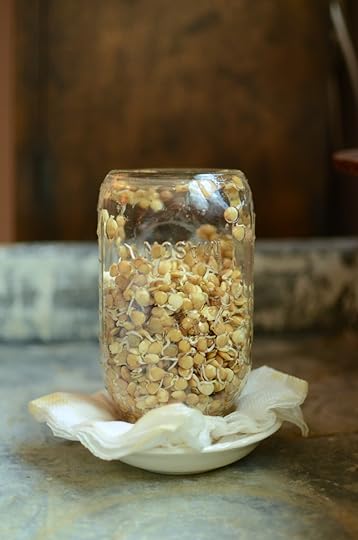 An upside down quart jar, three quarters full with sprouting lentils