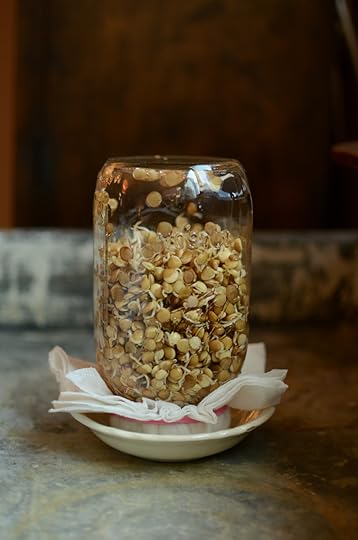 An upside down quart jar, nearly filled with sprouting lentils