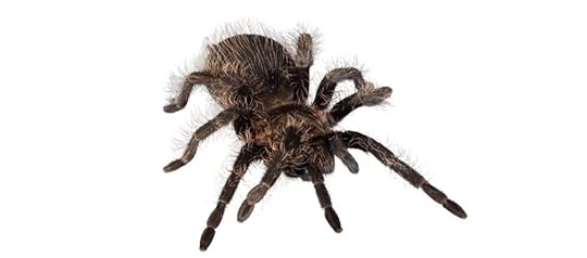 a tarantula spider on the bed