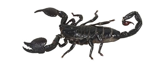 A scorpion in the shower