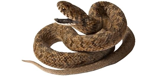 snake in the house by the backpacking housewife