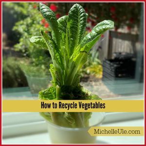 romaine on a window sill