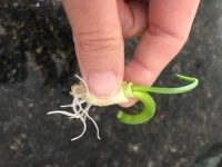 Baby green onion recycle vegetables
