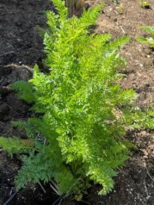 Carrots regrown from another carrot