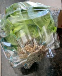 recycle vegetables like butter lettuce with roots