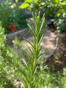 recycle vegetables and a rosemary sprig